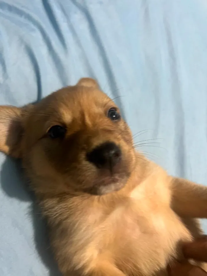 Cachorro raça SRD-ViraLata idade Abaixo de 2 meses nome Filhotes