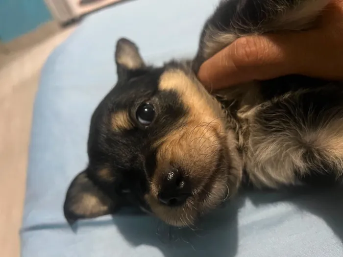 Cachorro raça SRD-ViraLata idade Abaixo de 2 meses nome Filhotes