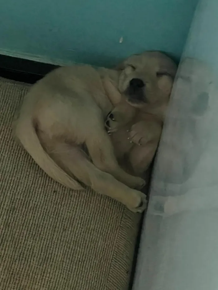 Cachorro raça SRD-ViraLata idade Abaixo de 2 meses nome Filhotes