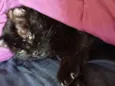 Pittinho