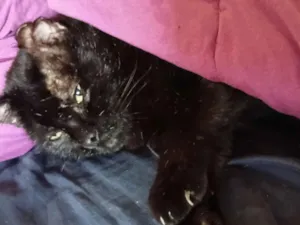 Gato raça SRD-ViraLata idade 4 anos nome Pittinho