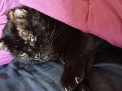 Gato raça SRD-ViraLata idade 4 anos nome Pittinho