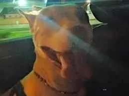 Cachorro raça Pit-Bull idade 5 anos nome Astor 