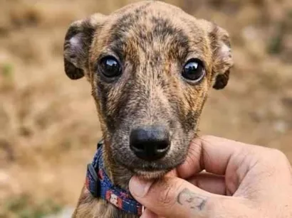 Cachorro raça SRD-ViraLata idade 1 ano nome Ragnar 