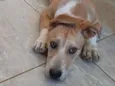 Bug