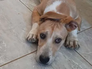 Cachorro raça SRD-ViraLata idade 7 a 11 meses nome Bug