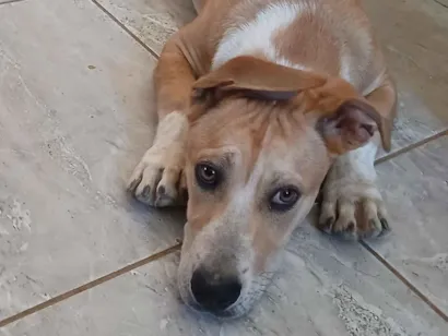 Cachorro raça SRD-ViraLata idade 7 a 11 meses nome Bug
