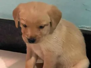 Cachorro raça SRD-ViraLata idade Abaixo de 2 meses nome Filhotes