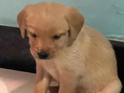 Cachorro raça SRD-ViraLata idade Abaixo de 2 meses nome Filhotes
