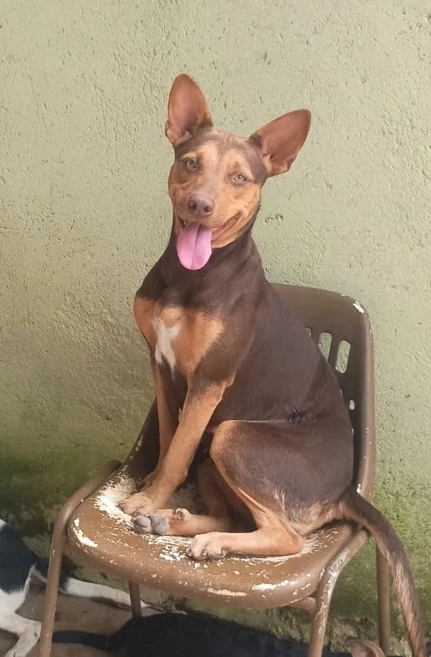 Cachorro raça Pastor Alemão idade 2 anos nome Pandora
