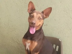 Cachorro raça Pastor Alemão idade 2 anos nome Pandora