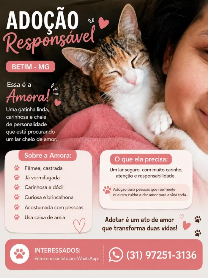 Gato raça SRD-ViraLata idade 1 ano nome Amora