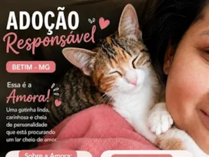 Gato raça SRD-ViraLata idade 1 ano nome Amora