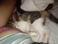 Amora