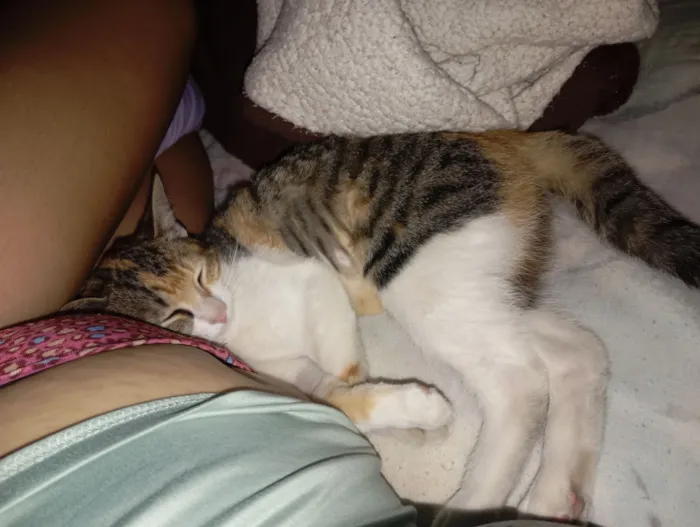 Gato raça SRD-ViraLata idade 1 ano nome Amora