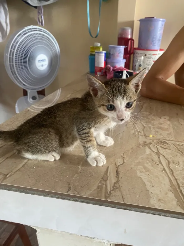 Gato raça SRD-ViraLata idade 2 a 6 meses nome Ele ainda não tem nome