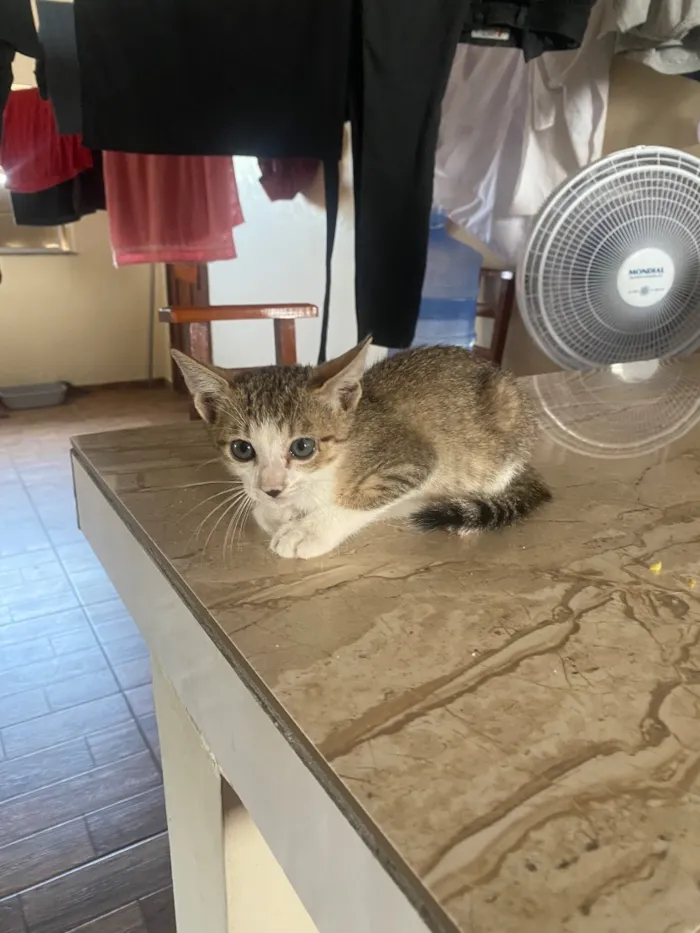 Gato raça SRD-ViraLata idade 2 a 6 meses nome Ele ainda não tem nome