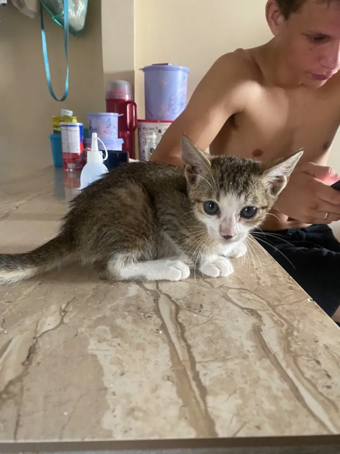 Gato raça SRD-ViraLata idade 2 a 6 meses nome Ele ainda não tem nome