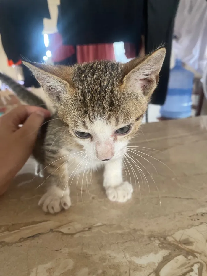 Gato raça SRD-ViraLata idade 2 a 6 meses nome Ele ainda não tem nome