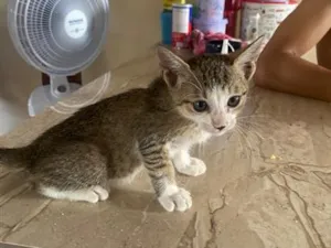 Gato raça SRD-ViraLata idade 2 a 6 meses nome Ele ainda não tem nome