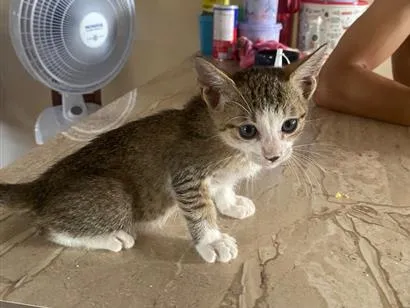 Gato raça SRD-ViraLata idade 2 a 6 meses nome Ele ainda não tem nome
