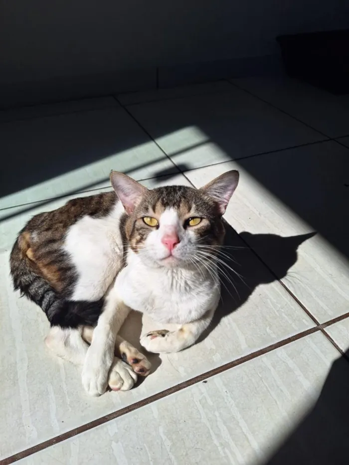 Gato raça SRD-ViraLata idade 1 ano nome Moschino