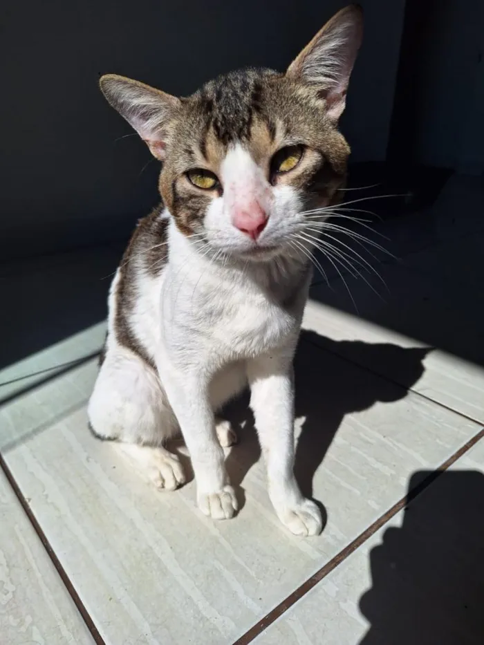 Gato raça SRD-ViraLata idade 1 ano nome Moschino