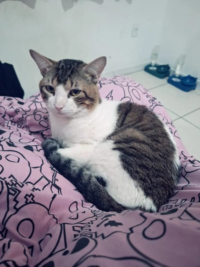Gato raça SRD-ViraLata idade 1 ano nome Moschino