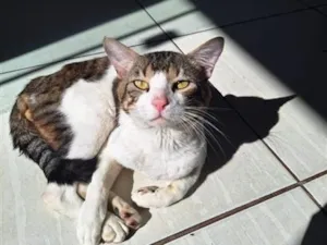 Gato raça SRD-ViraLata idade 1 ano nome Moschino