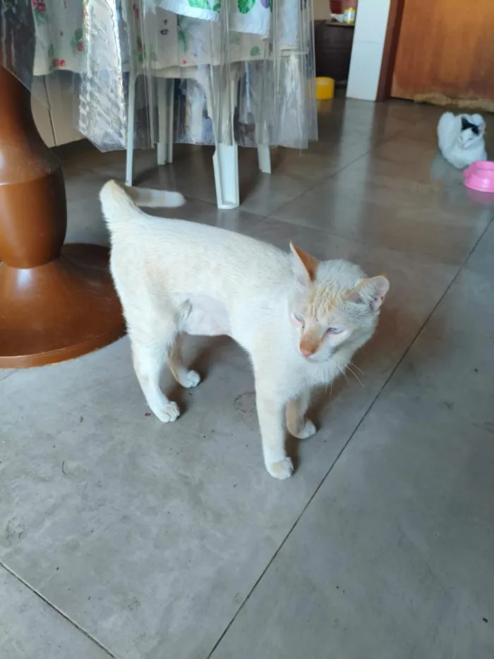 Gato raça SRD-ViraLata idade 4 anos nome Riquinho
