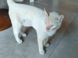 Gato raça SRD-ViraLata idade 4 anos nome Riquinho