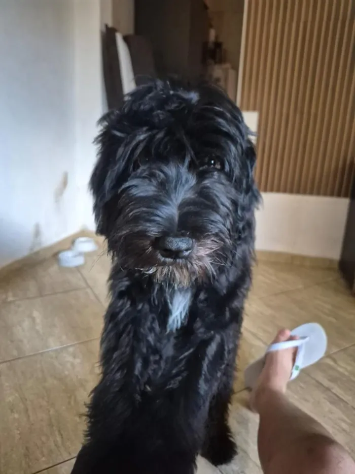 Cachorro raça SRD-ViraLata idade 2 a 6 meses nome Paçoca