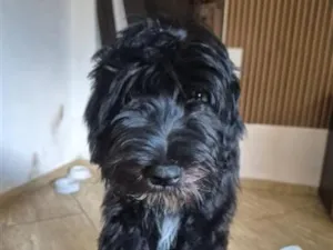 Cachorro raça SRD-ViraLata idade 2 a 6 meses nome Paçoca