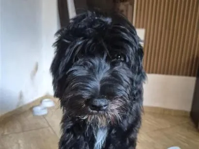Cachorro raça SRD-ViraLata idade 2 a 6 meses nome Paçoca