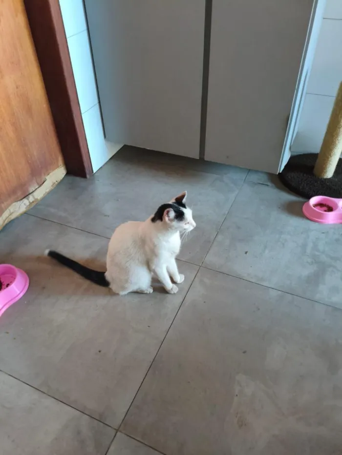 Gato raça SRD-ViraLata idade 6 ou mais anos nome Nina