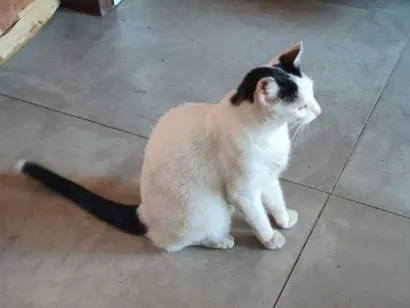 Gato raça SRD-ViraLata idade 6 ou mais anos nome Nina