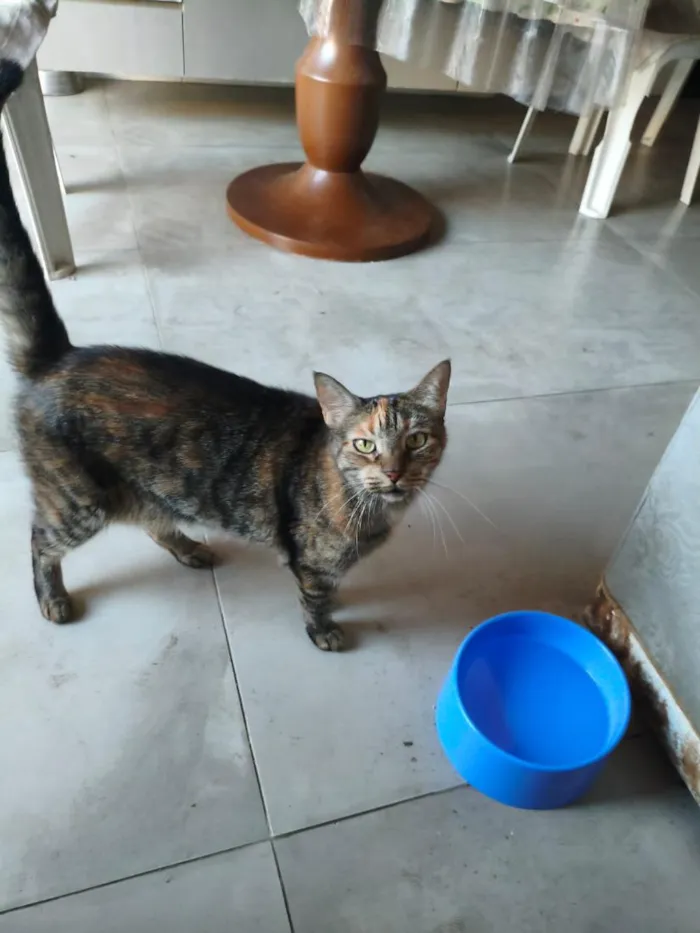 Gato raça SRD-ViraLata idade 6 ou mais anos nome Tigresa