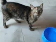 Tigresa