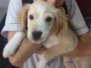 Cachorro raça SRD-ViraLata idade 2 a 6 meses nome Marshmelo