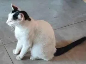 Gato raça SRD-ViraLata idade 6 ou mais anos nome Nina