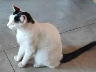 Gato raça SRD-ViraLata idade 6 ou mais anos nome Nina