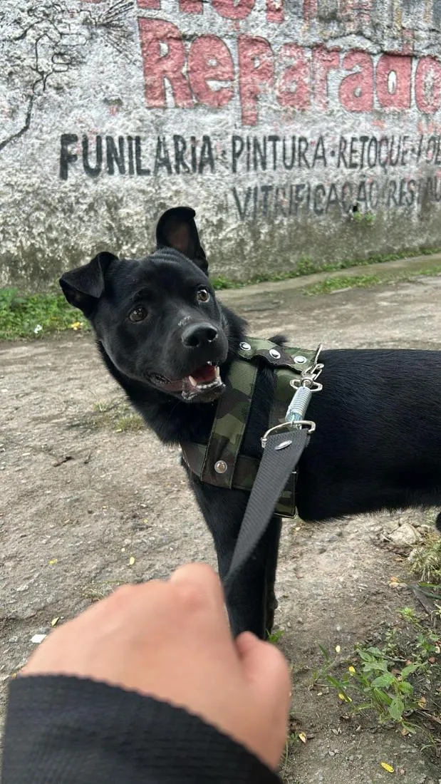 Cachorro raça SRD-ViraLata idade 1 ano nome thor