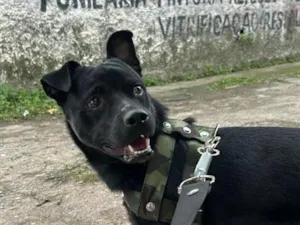 Cachorro raça SRD-ViraLata idade 1 ano nome thor