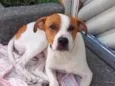 Pipoca 1aninho um amor 