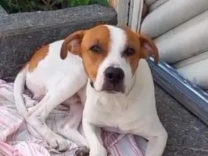 Cachorro raça SRD-ViraLata idade 1 ano nome Pipoca 1aninho um amor 