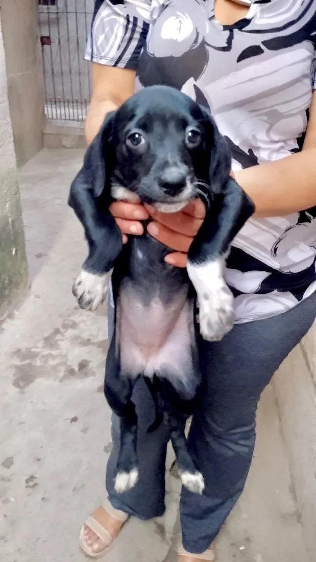 Cachorro raça SRD-ViraLata idade 2 a 6 meses nome Cookie linda bebê 2meses um amor 