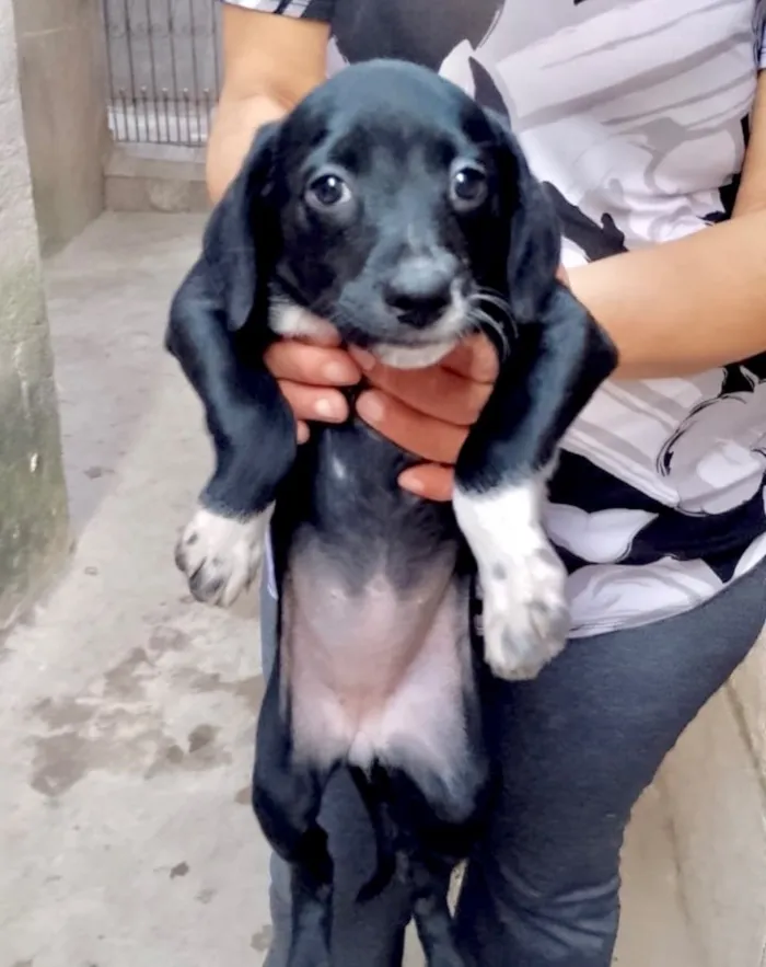 Cachorro raça SRD-ViraLata idade 2 a 6 meses nome Cookie linda bebê 2meses um amor 