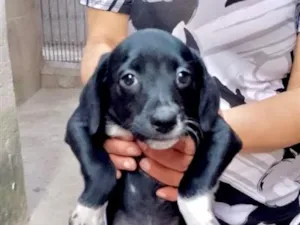 Cachorro raça SRD-ViraLata idade 2 a 6 meses nome Cookie linda bebê 2meses um amor 