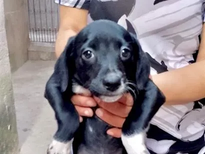 Cachorro raça SRD-ViraLata idade 2 a 6 meses nome Cookie linda bebê 2meses um amor 