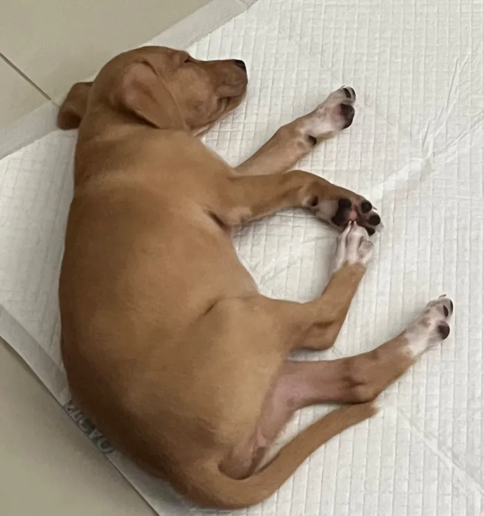 Cachorro raça Pit-Bull idade 2 a 6 meses nome Mel